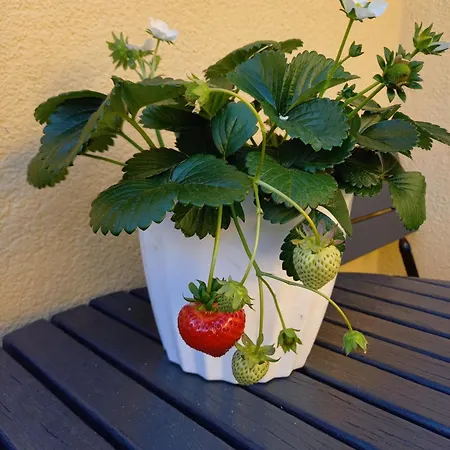 Wakacyjne Mieszkanko Apartament