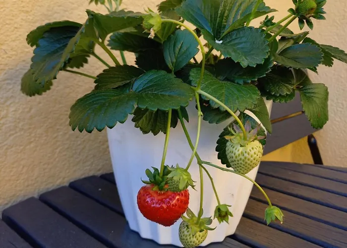 Wakacyjne Mieszkanko Apartamento